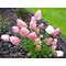 Гортензия метельчатая  'Санди Фрэйз' /  Hydrangea  paniculata 'Sundae Fraise'